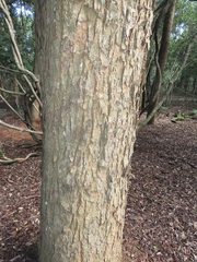 Cleistanthus schlechteri