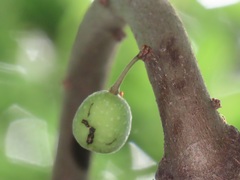 Ficus tremula