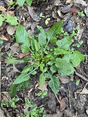 Lactuca floridana