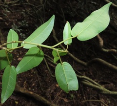 Ficus tremula