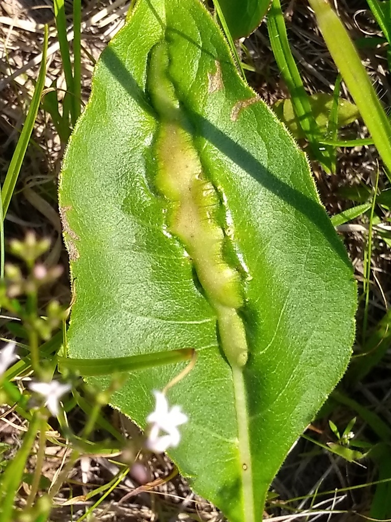 A leaf blister gall on slender rosinweed