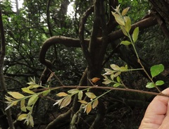 Pteleopsis myrtifolia