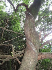 Ficus tremula
