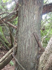 Ficus tremula