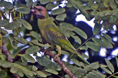 Psittacula alexandri fasciata