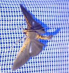 Filodes costivitralis