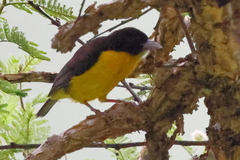 Ploceus bicolor bicolor