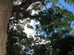 Pteleopsis myrtifolia