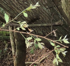 Pteleopsis myrtifolia