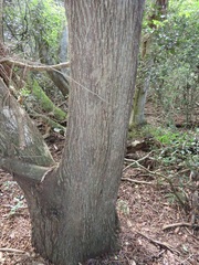 Pteleopsis myrtifolia