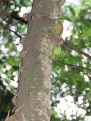 Ficus tremula