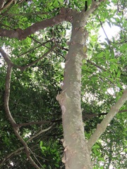 Ficus tremula