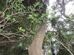 Pteleopsis myrtifolia