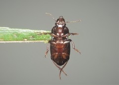 Harpalus tardus