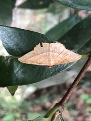 Pseudonadagara semicolor
