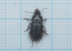 Harpalus tardus