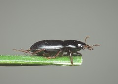 Harpalus tardus