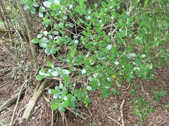 Hymenocardia ulmoides