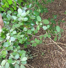 Hymenocardia ulmoides