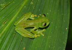 Espadarana prosoblepon