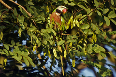 Psittacula alexandri fasciata