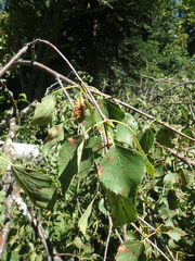 Betula raddeana