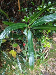 Ardisia crispa