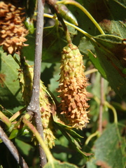 Betula raddeana