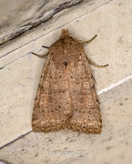 Noctuinae
