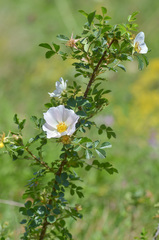 Rosa buschiana