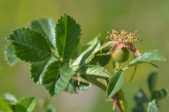Rosa buschiana