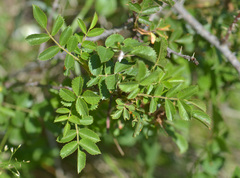 Rosa buschiana