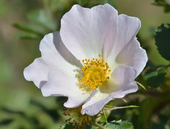 Rosa buschiana