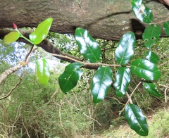 Cleistanthus schlechteri