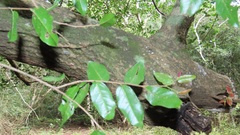 Cleistanthus schlechteri