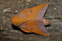 Adeloneivaia apicalis