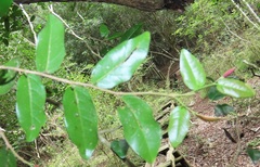 Cleistanthus schlechteri