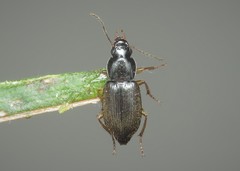 Parophonus maculicornis