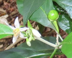 Solanum goetzei