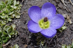 Nototriche phyllanthos