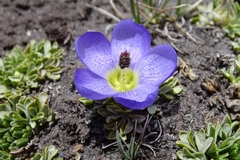 Nototriche phyllanthos