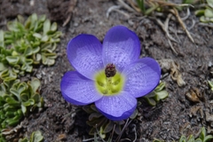 Nototriche phyllanthos