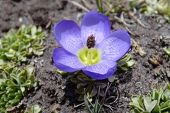 Nototriche phyllanthos