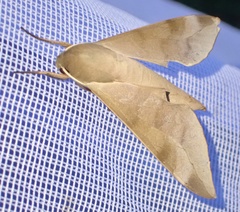 Phylloxiphia bicolor