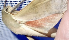 Phylloxiphia bicolor