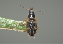 Parophonus maculicornis