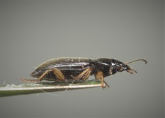 Parophonus maculicornis