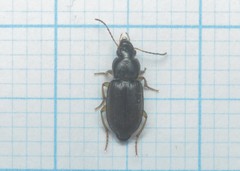 Parophonus maculicornis