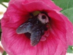 Xylocopa phalothorax