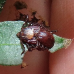 Rhipicephalus maculatus